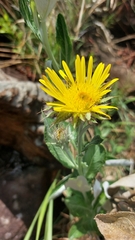 Berkheya nivea