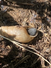 Tenebrionidae