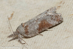 Nycteola