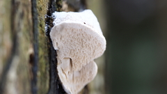 Neoantrodia serialis