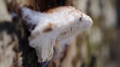 Neoantrodia serialis