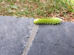 Cimbicidae