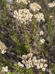 Helichrysum