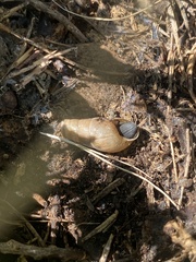 Tenebrionidae