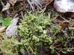 Cladonia ochrochlora