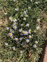 Symphyotrichum