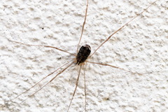 Nelima