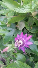 Passiflora amethystina × caerulea