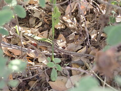 Podarcis siculus campestris
