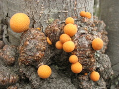 Cyttaria hariotii
