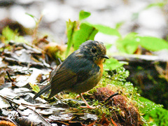 Ficedula