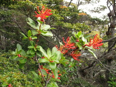 Embothrium coccineum