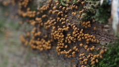 Hemitrichia calyculata