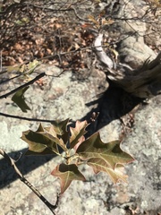 Quercus ilicifolia