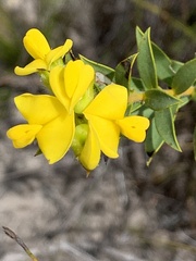Liparia hirsuta