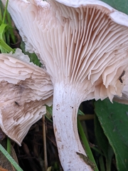 Clitocybe rivulosa
