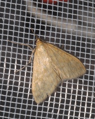 Sitochroa verticalis