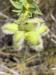 Liparia hirsuta