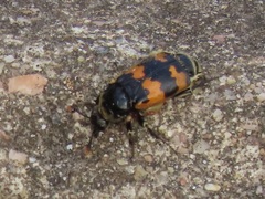 Nicrophorus vespillo