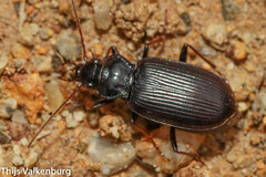 Nebria