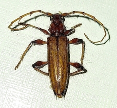 Cerambycinae