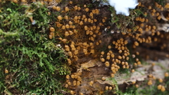 Hemitrichia calyculata