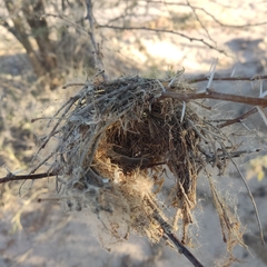 Auriparus flaviceps