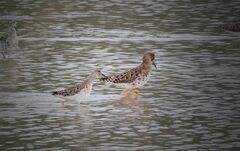 Calidris pugnax