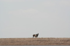 Equus quagga