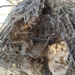 Auriparus flaviceps