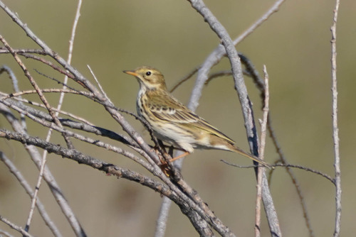 Bisbita pratense (Anthus pratensis)