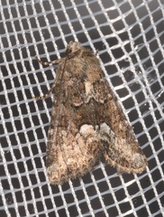 Oligia strigilis