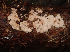 Cystidiopostia hibernica