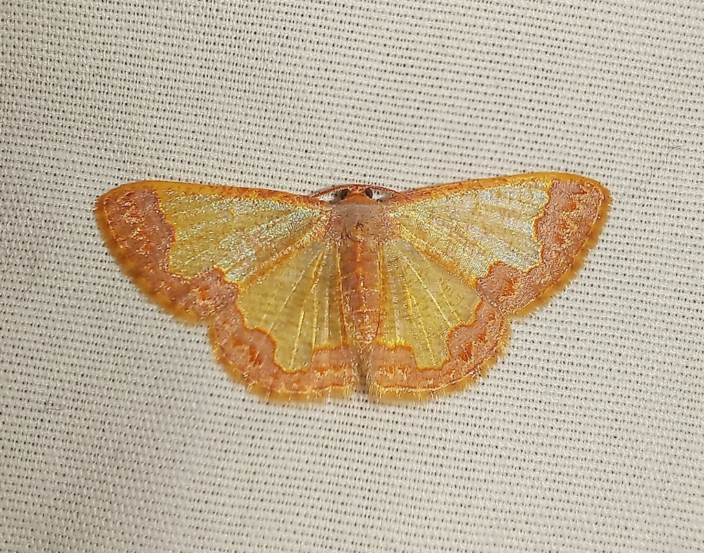 Zamarada dilata