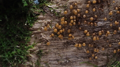 Hemitrichia calyculata