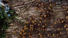 Hemitrichia calyculata