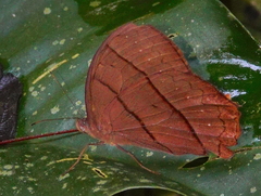 Taygetis rufomarginata