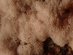 Cystidiopostia hibernica