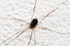 Nelima