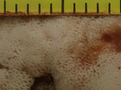 Cystidiopostia hibernica