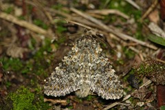 Polymixis flavicincta