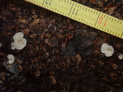 Crepidotus kubickae
