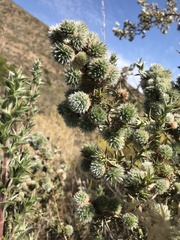 Cliffortia ruscifolia