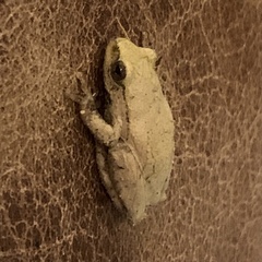 Hyperolius parallelus