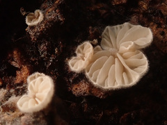 Crepidotus kubickae