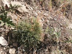 Dianthus acicularis