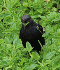 Onychognathus morio morio