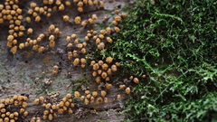 Hemitrichia calyculata