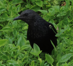 Onychognathus morio morio