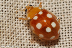 Vibidia duodecimguttata